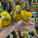 Golden Conures for Sale