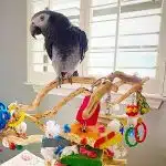 Timneh African Grey Parrots For Sale
