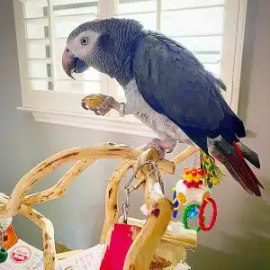 Timneh African Grey Parrots For Sale