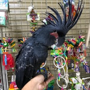 Black Palm Cockatoo Parrots for Sale