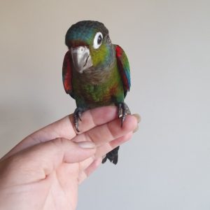 Crimson Bellied Conures for Sale