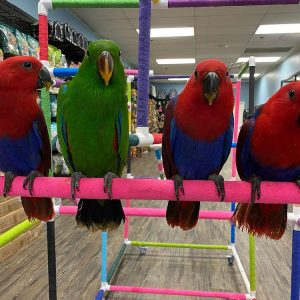Solomon Island Eclectus Parrot for Sale