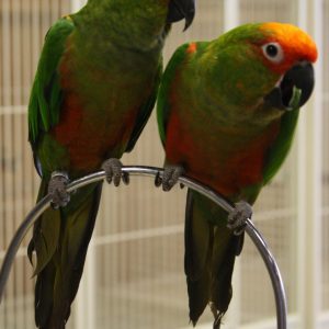 Gold Capped Conures for Sale