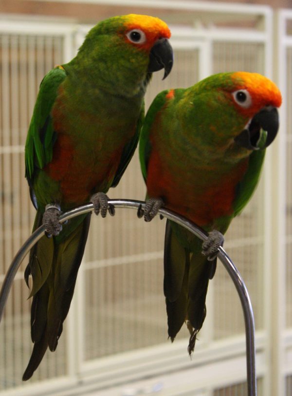 Gold Capped Conures for Sale