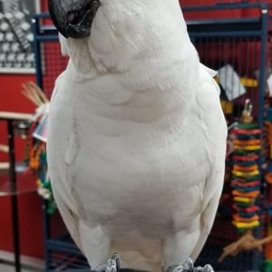 Sulfur Crested Cockatoos for Sale