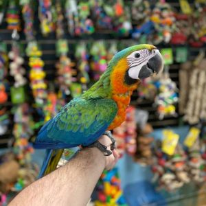 Catalina Macaw For Sale