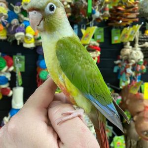 Green Cheek Conures for Sale