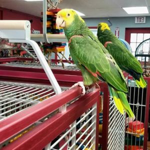 Double Yellow Head Amazons for Sale