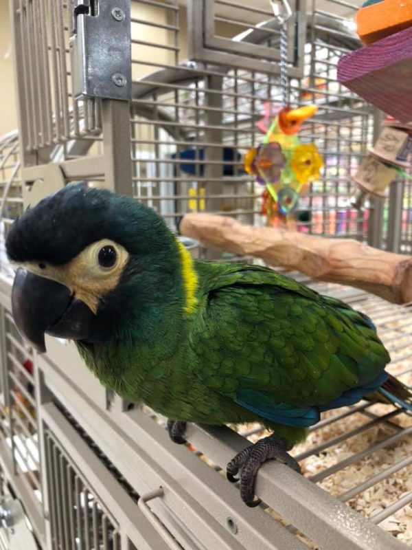 Yellow Collar Macaws for Sale