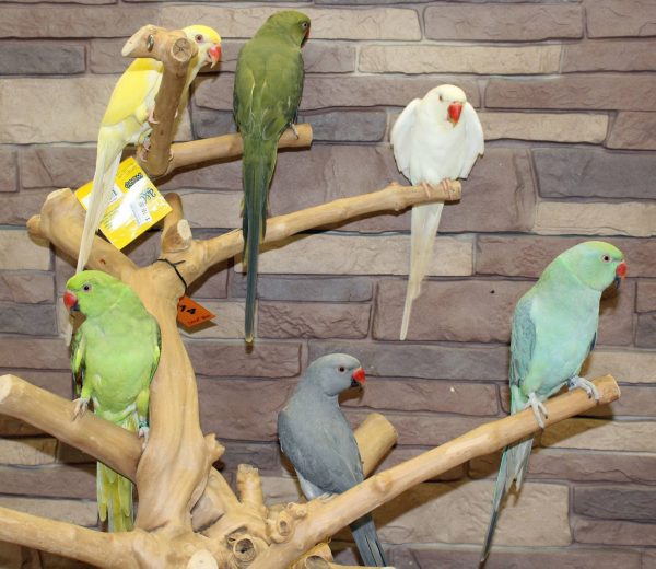 Indian Ringneck Parakeets for sale