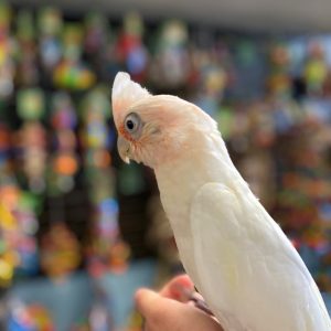 Bare Eyed Cockatoo for Sale