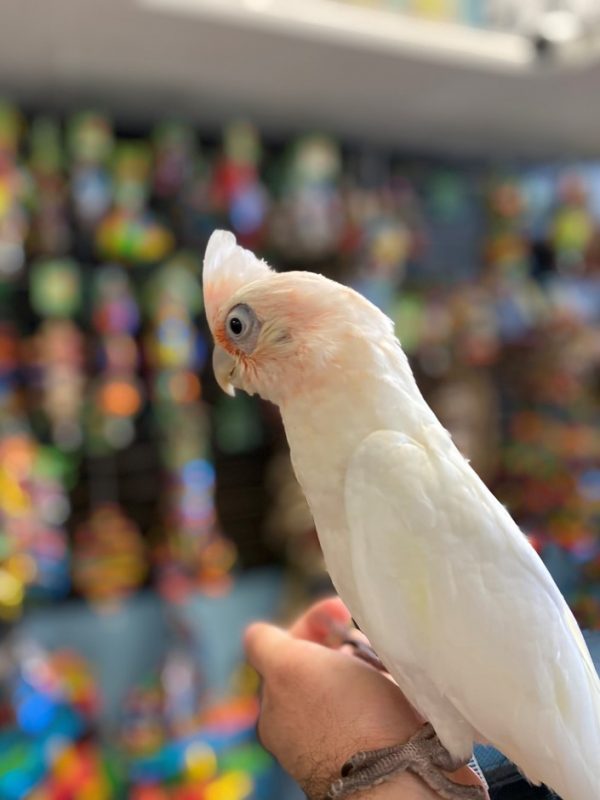 Bare Eyed Cockatoos for Sale