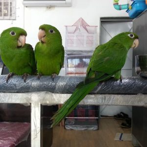 White Eye Conures for Sale