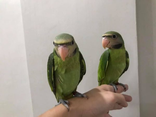Moustached Parakeets for Sale