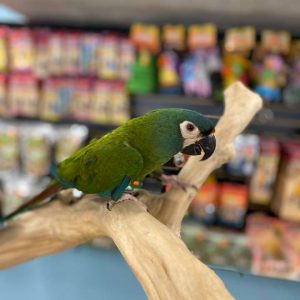 Illigers Macaw for Sale
