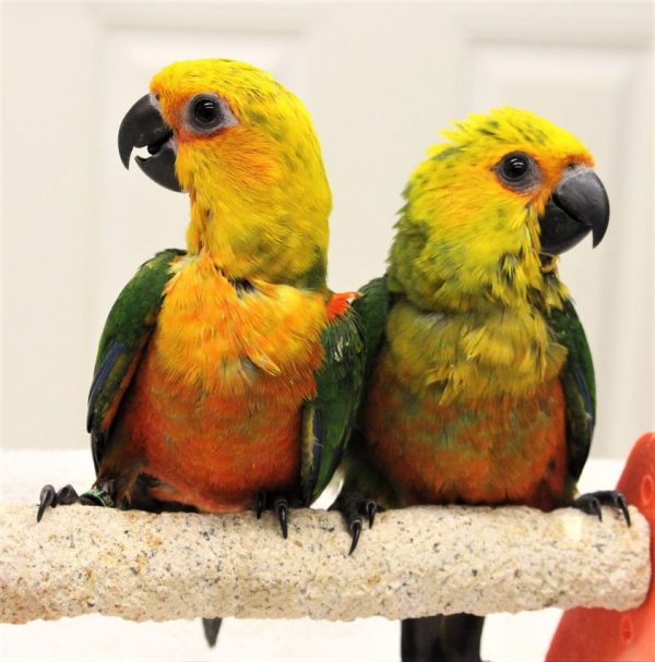Jenday Conure for Sale