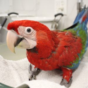 Green Wing Macaw for Sale
