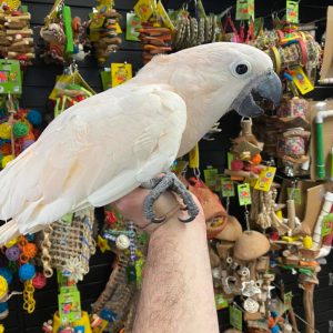 Moluccan Cockatoo for Sale
