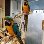 Blue and Gold Macaws for Sale