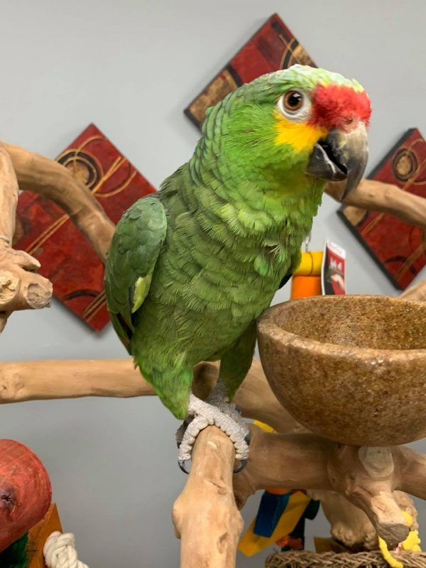 Red Lored Amazon Parrots for Sale