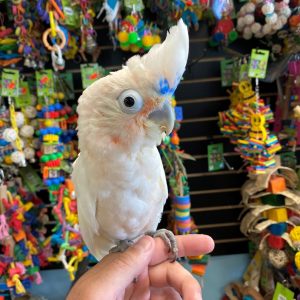 Goffin Cockatoo for Sale