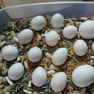 Fertile Macaw eggs for sale