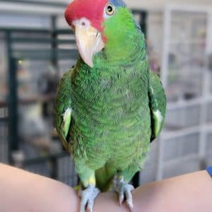 Mexican Red Head Parrot