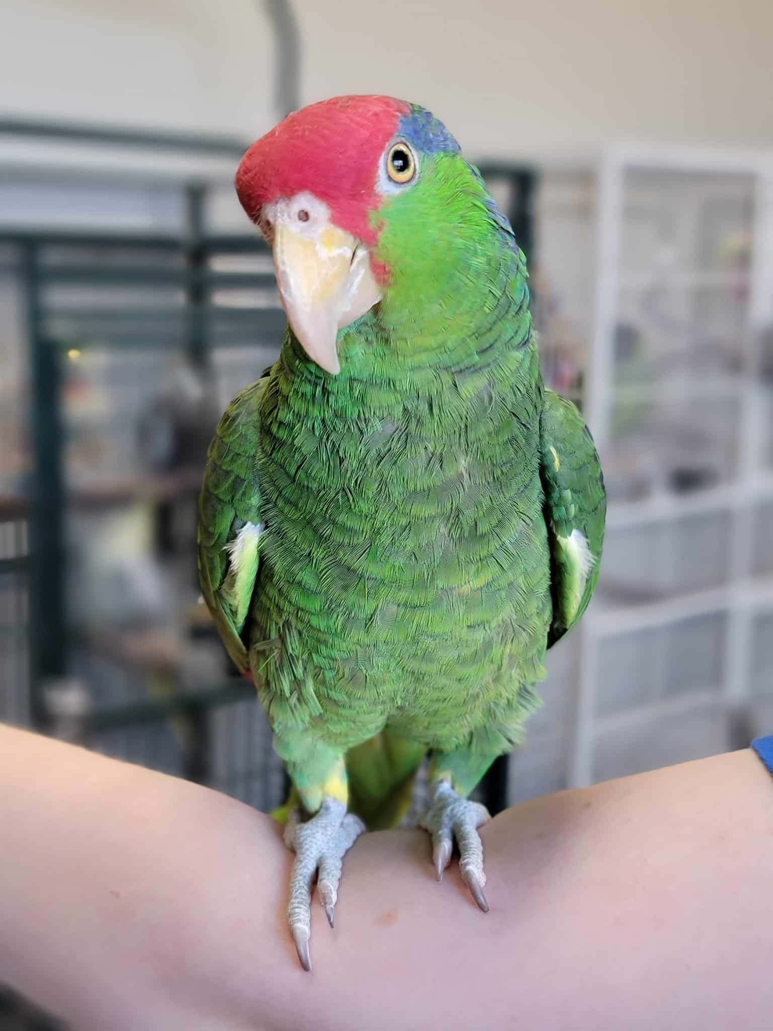 Mexican Red Head Parrot