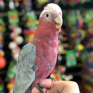 Rose Breasted Cockatoos for Sale