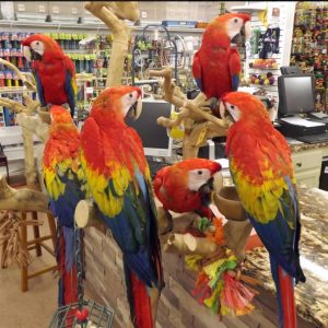 Scarlet Macaws for Sale