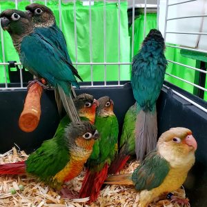 Turquoise Green Cheek Conures for Sale
