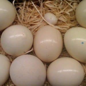 Fertile Amazon Parrot Eggs For Sale