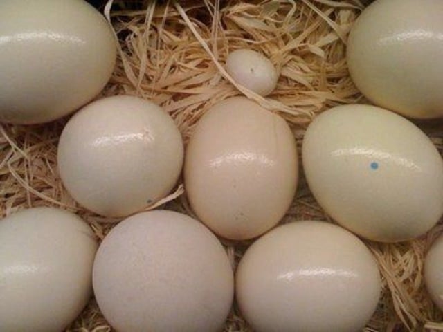 Fertile Amazon Parrot Eggs For Sale