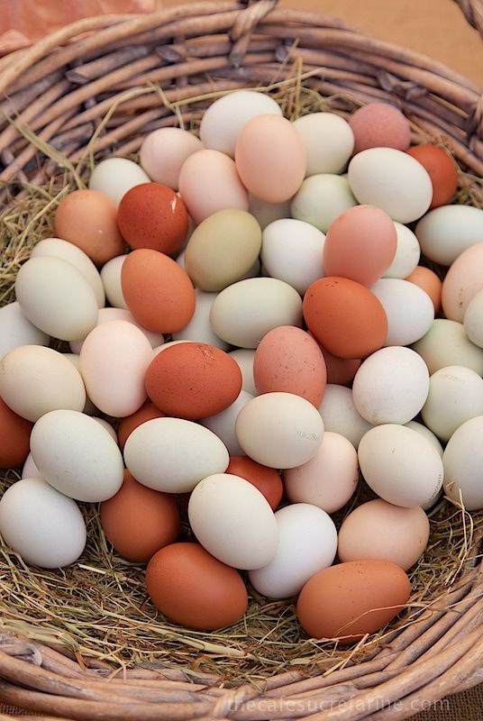 7 Ways Of Hatching Bird Eggs Without an Incubator