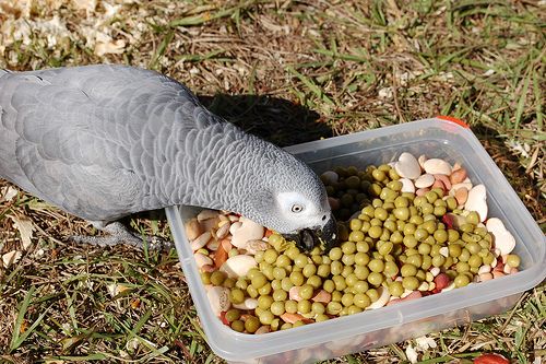 Top 10 Foods that African Grey Parrots Absolutely Love
