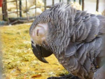 5 Silent Killers that Threaten the Lives of African Grey Parrots African