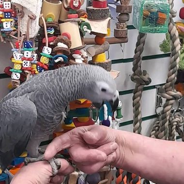 African grey