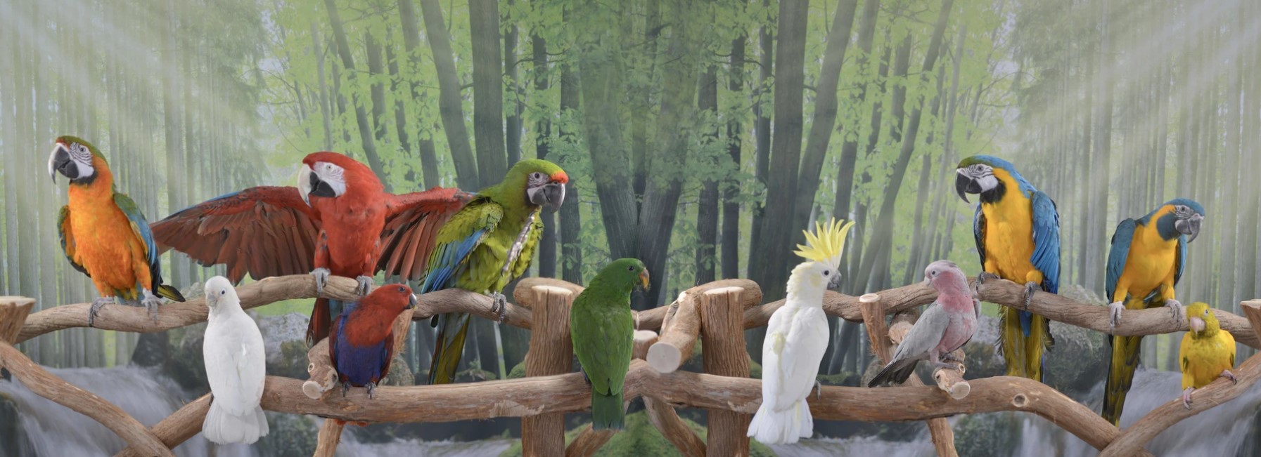 Home 1 Home https://silvergatebirdfarm.com/