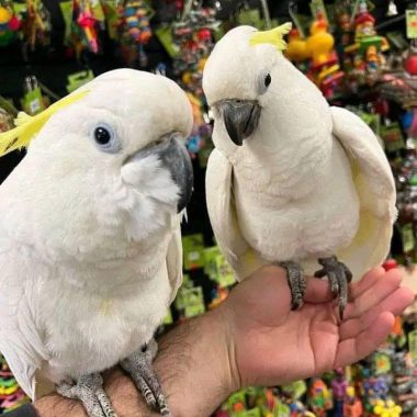 Cockatoos