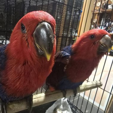 Eclectus