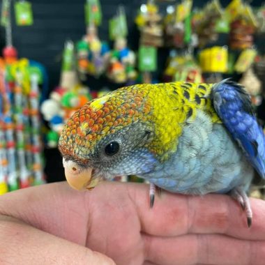 Rosella