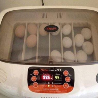 Incubators