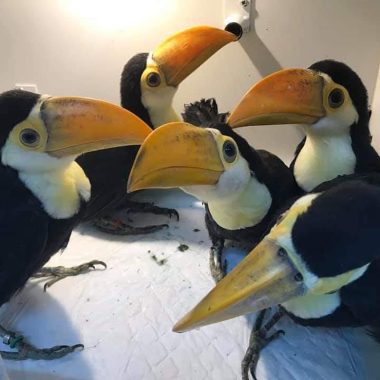 Toucans